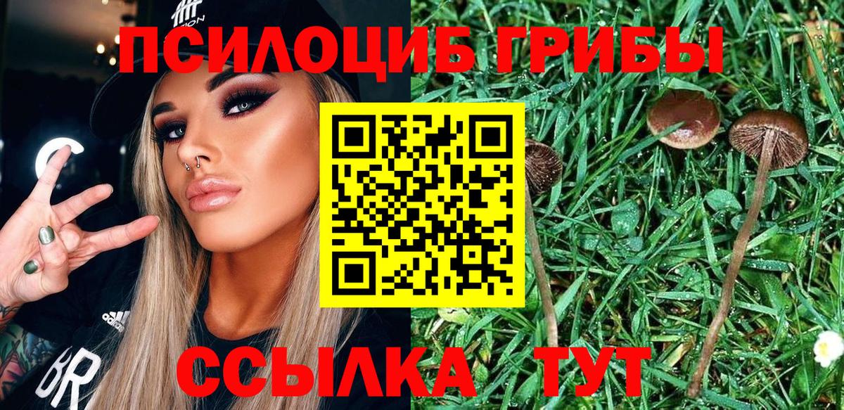 Псилоцибиновые грибы Psilocybine cubensis Россия